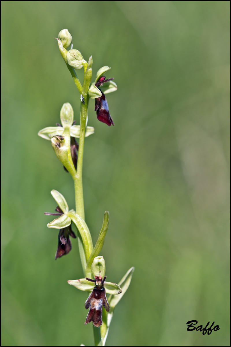 Ophrys insectifera L